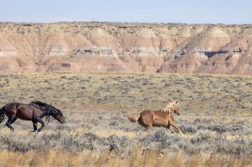 Wild Horses in Autumn in the Wyoming Desert