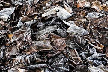 Ice crystals on dry leaves, frozen fallen leaves. Frozen natural background.