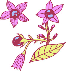 Deadly nightshade - poisonous plant. Element for design, print etc. Line art hand drawn colorful illustration