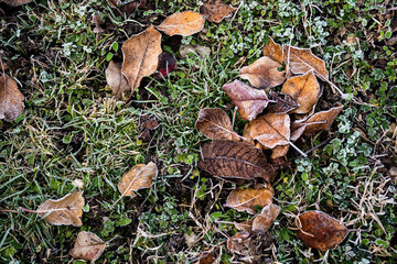 Ice crystals on dry leaves, frozen fallen leaves. Frozen natural background.