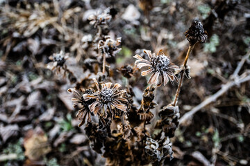 Frosted plants of Zinnia elegans, on defocused background, close-up.