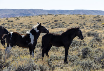 Fototapeta na wymiar Wild Horses in Autumn in the Wyoming Desert