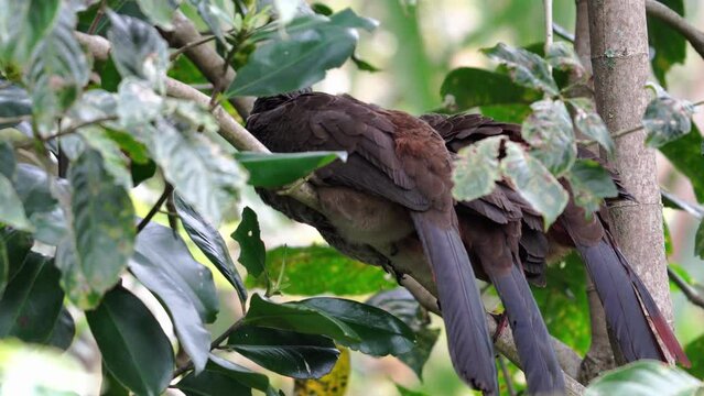 Guacharaca, aves de Colombia, pava de monte, chachalaca colombiana plumaje cola