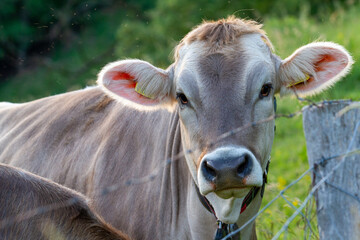 Rind vor einem Zaun mit Stacheldraht
