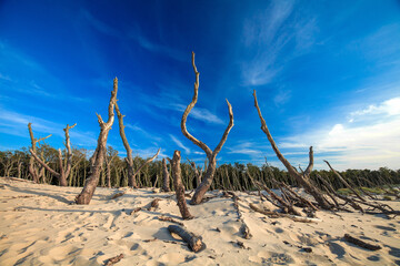 Dry old trees at the dunes in Slowinski national park. Leba, Poland. - obrazy, fototapety, plakaty