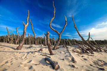 Dry old trees at the dunes in Slowinski national park. Leba, Poland.