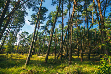 Beautiful green pine forest on the Hel peninsula, Pomorski region of Poland