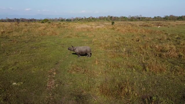 Drone view of rare one horned  rhino calf of Manas National Park