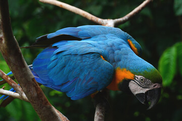 Blue and Yellow Macaw (Ara ararauna) on a tree in Amazon rainforest. Ist also known as the blue-and-gold macaw, Psittacidae family. Novo Airao, Amazonas, Brazil.