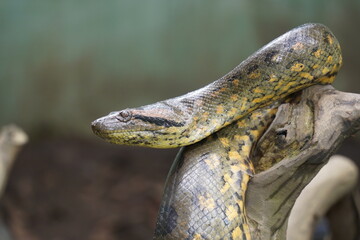 Portrait of Boa Constrictor snake in Amazon rainforest. Near Novo Airao, Amazonas state, Brazil,...