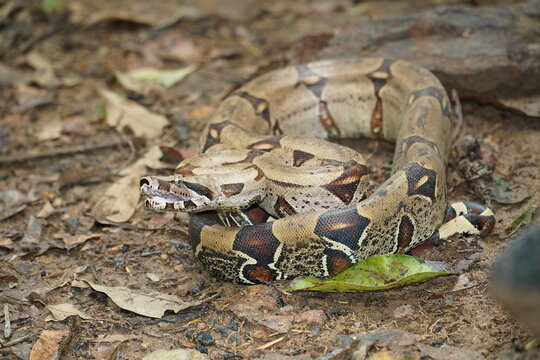 Boa Constrictor snake, wildlife in Amazon rainforest. Near Novo Airao, Amazonas state, Brazil, South America.	