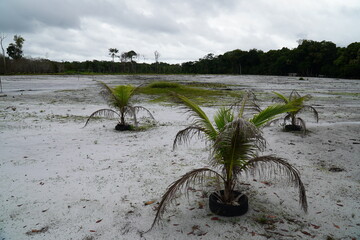 White sandy soil on which tropical trees once grew. Deforestation of tropical rainforest by slash...