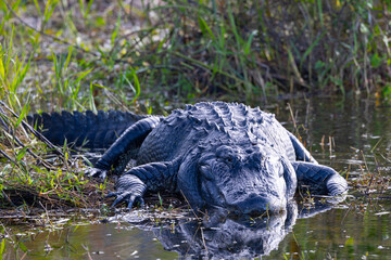 Close view of an American alligator, seen in the wild in the Everglades