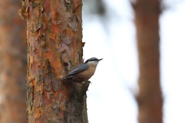 nuthatch on a tree