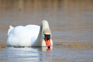 white swan swimming in the water