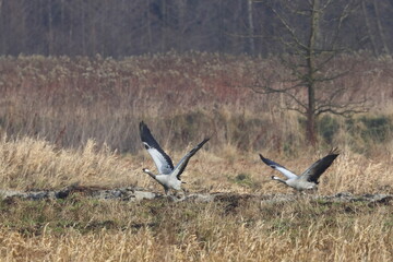 Obraz na płótnie Canvas A pair of cranes in flight, Poland 