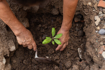 Dos personas plantando un árbol de aguacate con una herramienta pequeña, concepto de naturaleza y la tierra