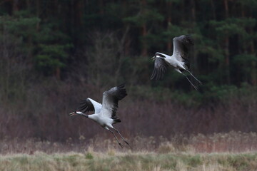 A pair of cranes in flight, Poland 
