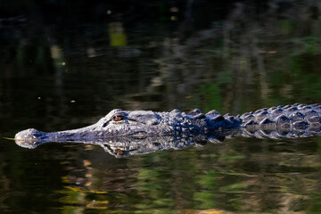 Close view of an American alligator lurking in the water, seen in the wild in the Everglades