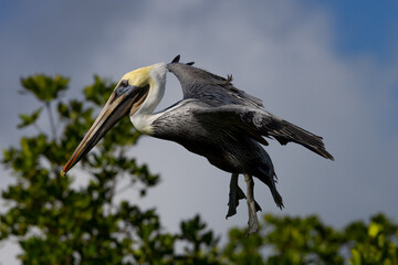 Brown pelican flying in beautiful light,  seen in the wild in the Everglades