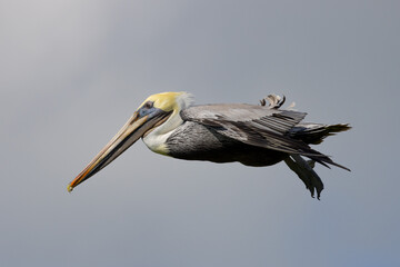 Brown pelican flying in beautiful light,  seen in the wild in the Everglades