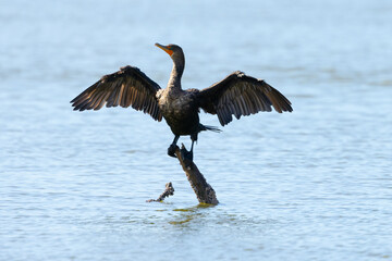 Anhinga drying his wings, seen in the wild in the Everglades