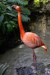 Close view of an American flamingo, seen in Florida