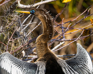 Anhinga perched, seen in the wild in the Everglades