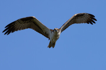 Very close view of an  Ospreys (sea hawk) approaching,  seen in the wild in the Everglades
