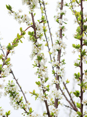 Spring Blossom cherry tree on blue sky background