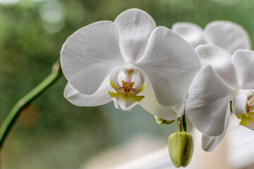 Fototapeta na wymiar Orchide weiß white flower blossom Blüte Pflanze 