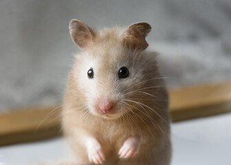 Naklejka na ściany i meble Closeup photograph of a Syrian hamster in stúdio