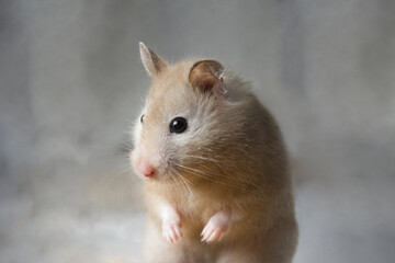 Closeup photograph of a Syrian hamster in stúdio