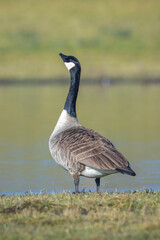 Canadian goose Branta canadensis in a meadow