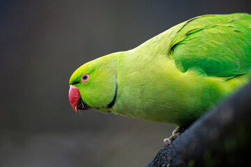 Rose-ringed parakeet, Psittacula krameri, bird closeup