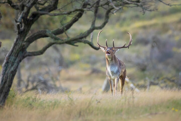 Fallow deer stag, Dama Dama, with big antlers during rutting in Autumn season