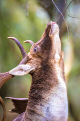 Fallow deer stag, Dama Dama, with big antlers during rutting in Autumn season