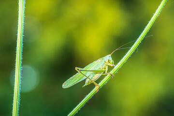 Great Green Bush-cricket male, Tettigonia viridissima