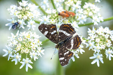 The map butterfly, araschnia levana, close-up portrait