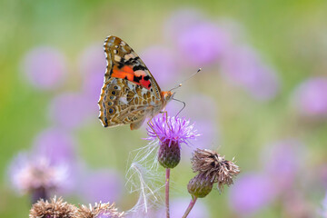 Painted Lady butterfly, vanessa cardu, feeding