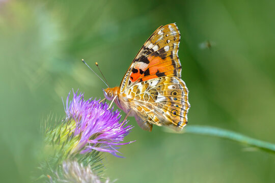 Painted Lady butterfly, vanessa cardu, feeding