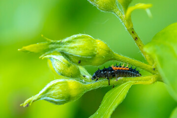 Ladybug larva insect Coccinellidae closeup