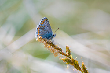  brown argus butterfly, Aricia agestis, top view, open wings