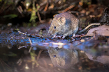 Bank vole, Myodes glareolus, drinking water in a dark forest