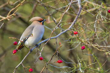 The Bohemian waxwing, Bombycilla garrulus, migratory bird is a rare visitor in the Netherlands