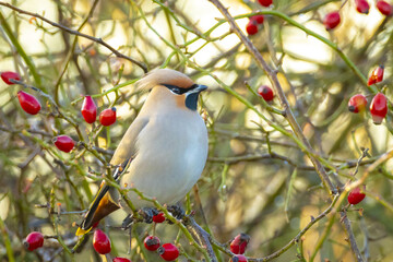 The Bohemian waxwing, Bombycilla garrulus, migratory bird is a rare visitor in the Netherlands