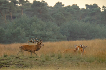 Red deer cervus elaphus stag chasing does during rutting season