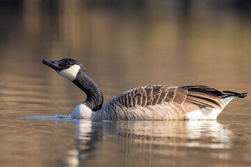 Canadian goose, Branta canadensis, washing
