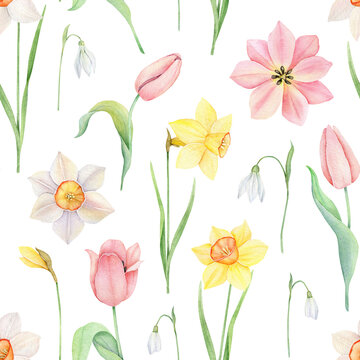 Floral seamless pattern. Watercolor pink tulip, yellow and white daffodles ornament. Hand drawn spring illustration for fabric, wrapping paper