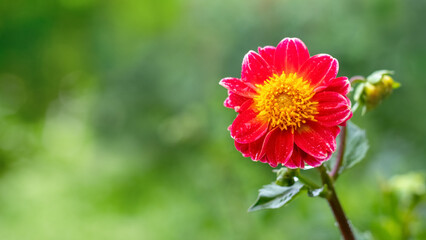 Red dahlia with yellow stamens on green blurred background